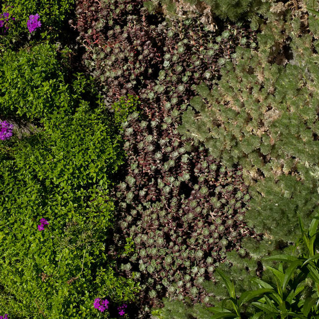 Saratoga living wall8